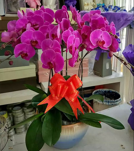 綠植:蝴蝶蘭 >綠植:蝴蝶蘭