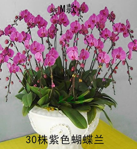 綠植:蝴蝶蘭 >綠植:蝴蝶蘭