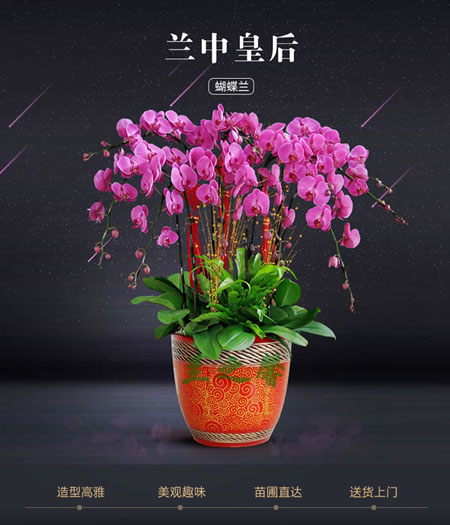 綠植:蝴蝶蘭 >綠植:蝴蝶蘭