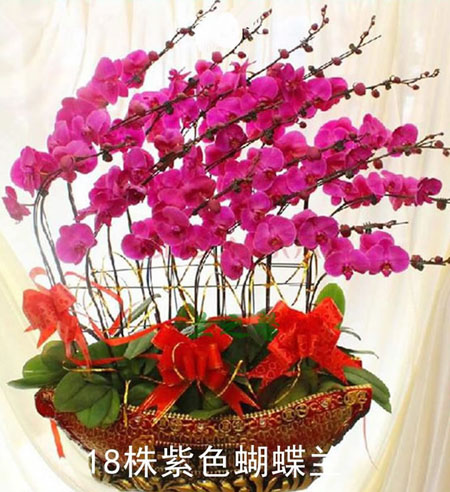 綠植:蝴蝶蘭 >綠植:蝴蝶蘭