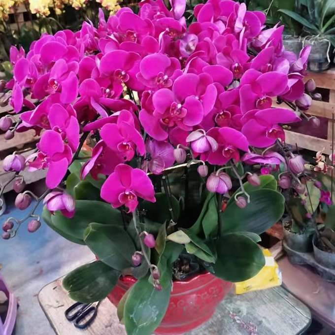 綠植:蝴蝶蘭 >綠植:蝴蝶蘭