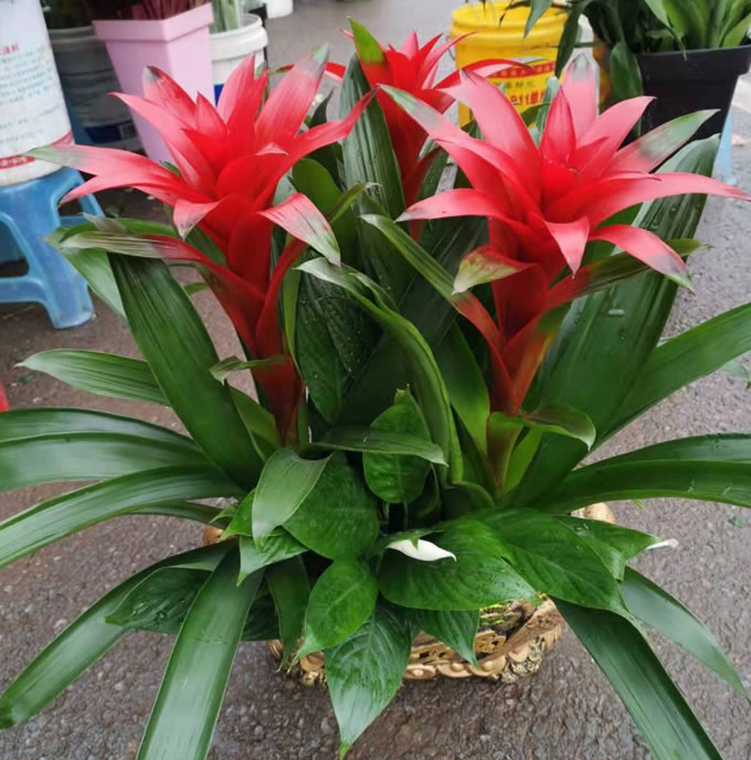 綠植:紅運當頭 >綠植:紅運當頭