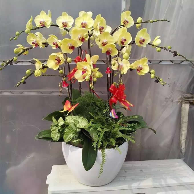 綠植:蝴蝶蘭 >綠植:蝴蝶蘭